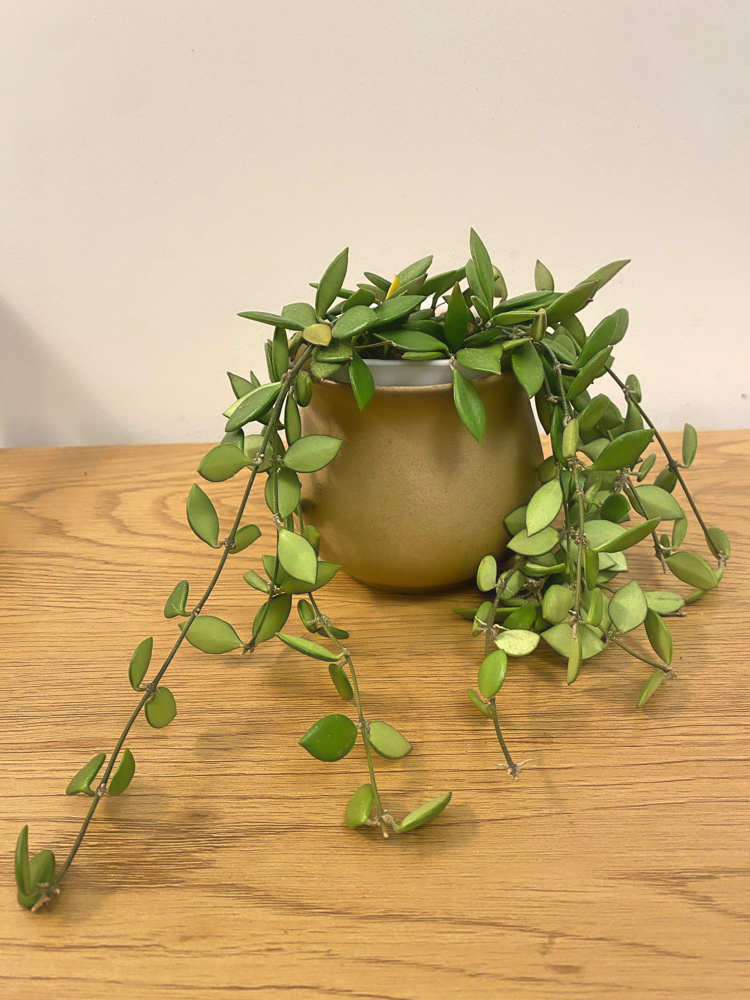 Hoya Picta