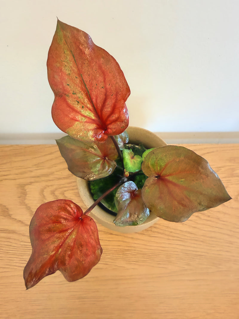 Caladium Peach Red Wine