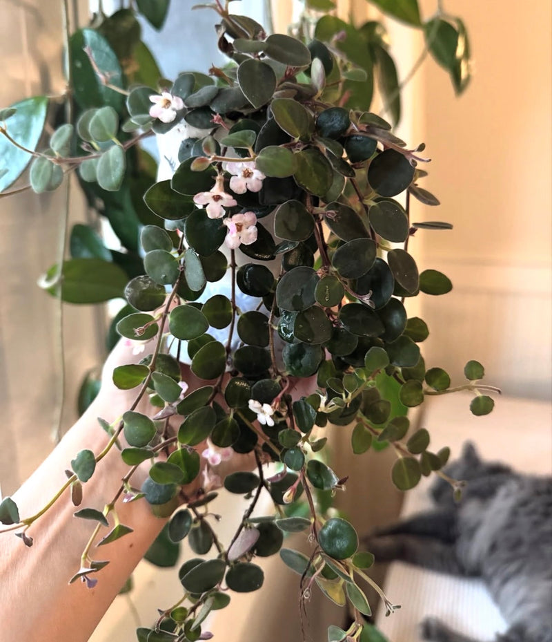 Codonanthe Devosiana