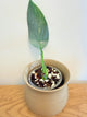 Philodendron Silver Sword Variegated (B)