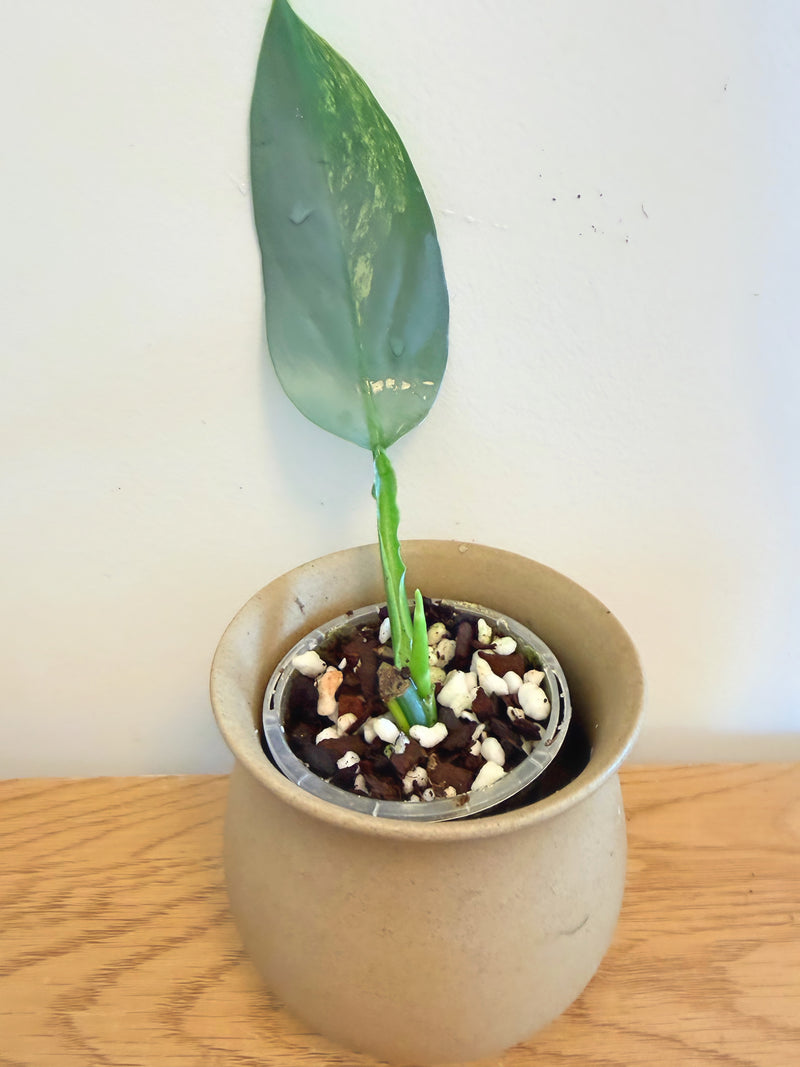 Philodendron Silver Sword Variegated (B)