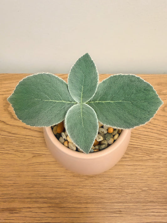 Sinningia Leucotricha