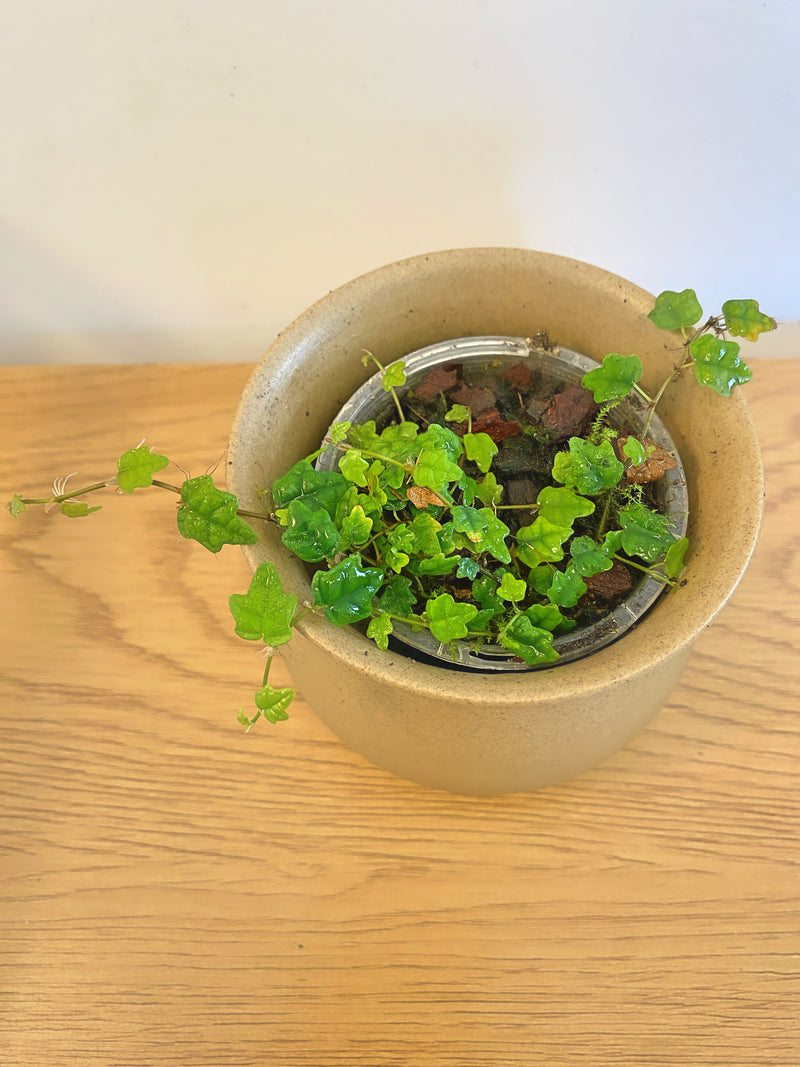 Ficus Pumila String of Frogs