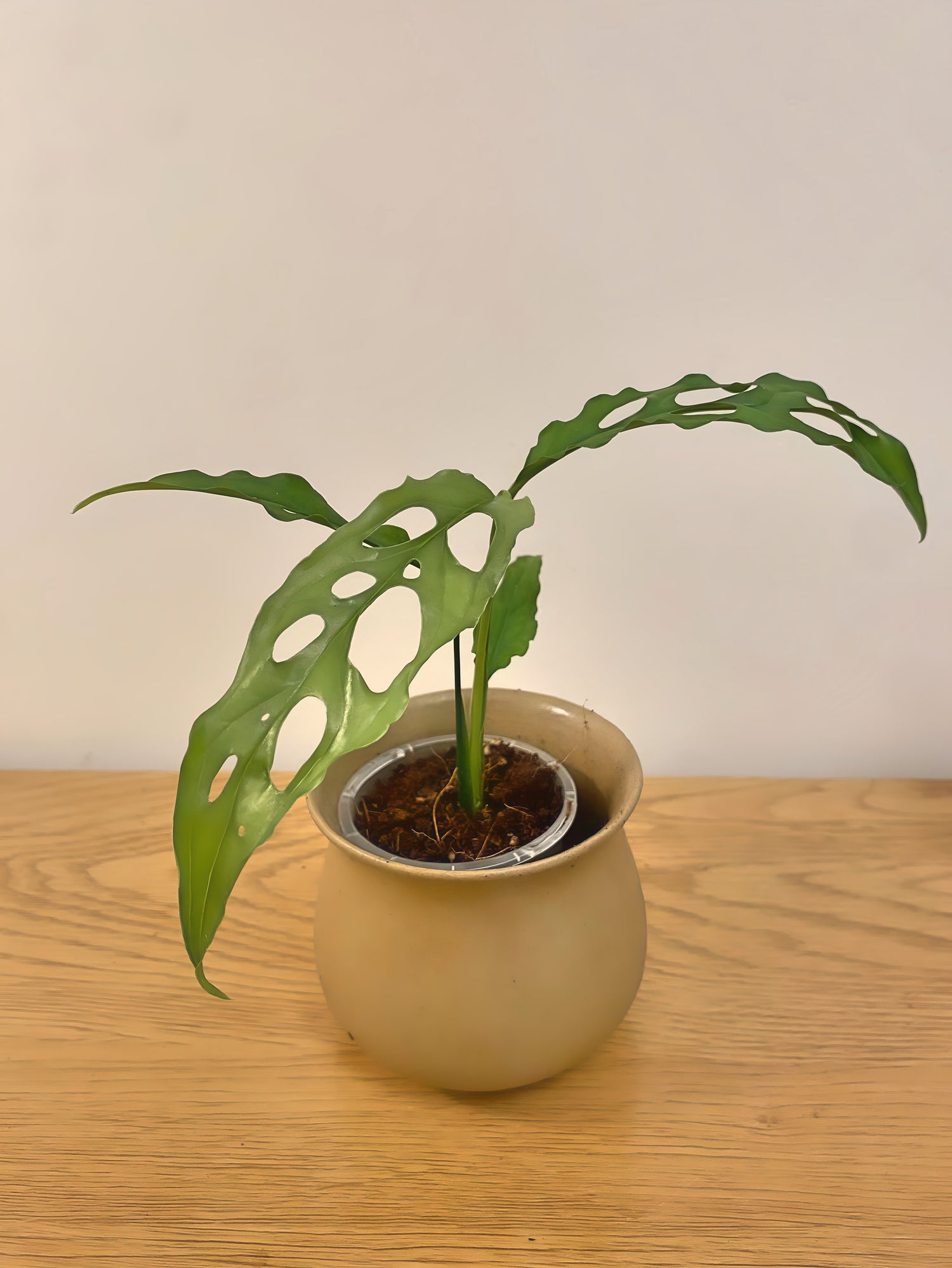 Monstera Obliqua Peru
