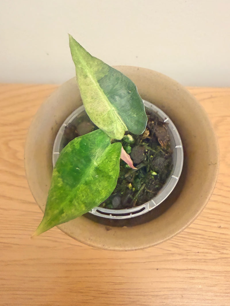 Alocasia Polly Aurea