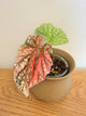 Begonia Snow Capped Variegated (B)