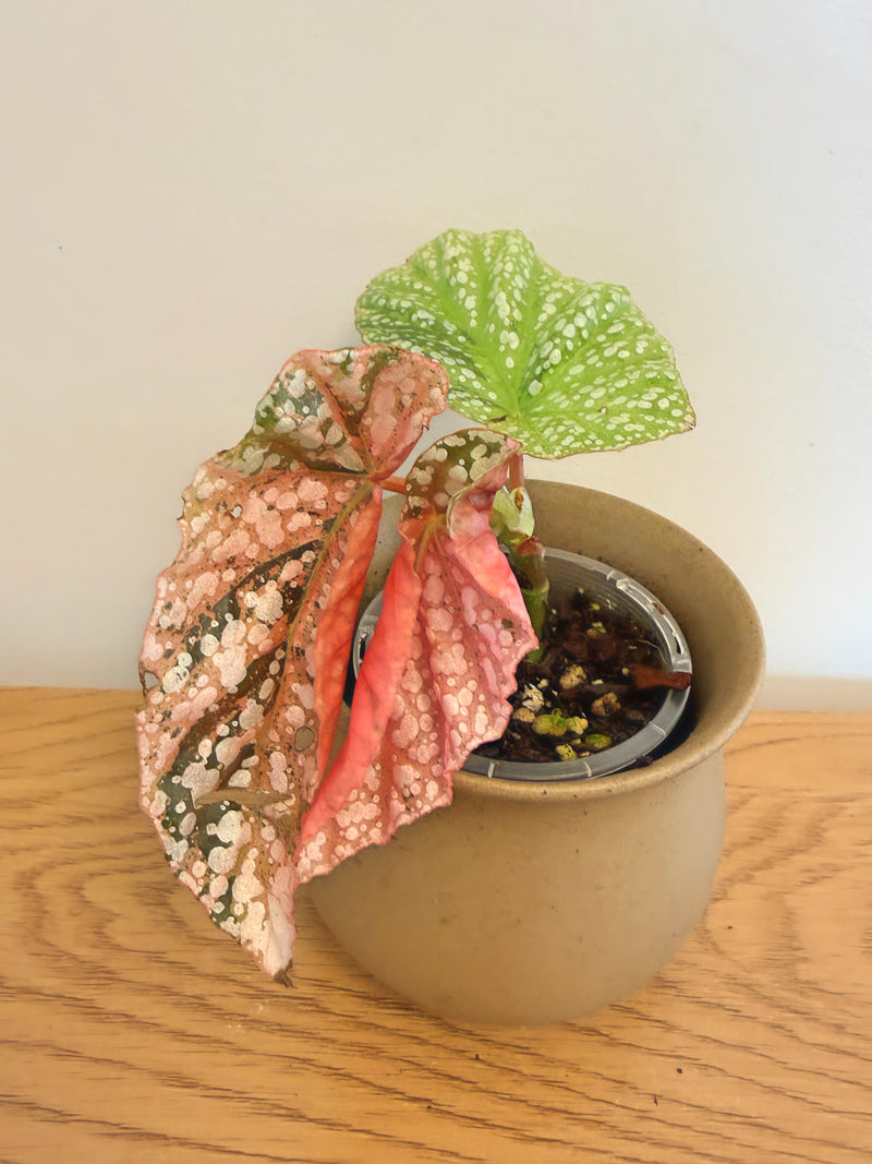Begonia Snow Capped Variegated (B)
