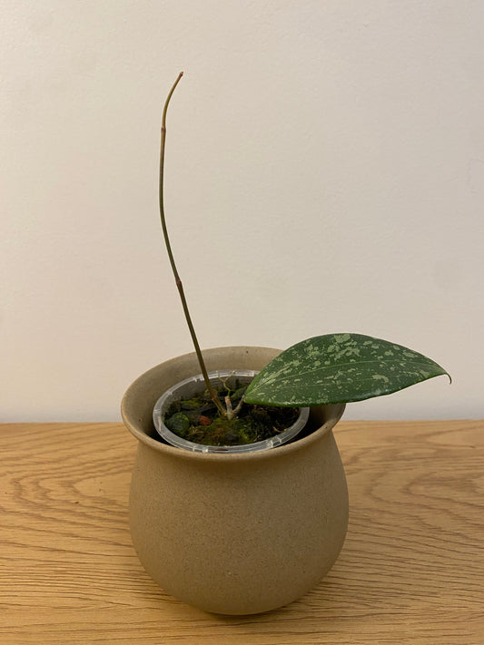 Hoya Wibergiae