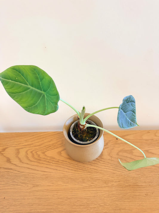 Alocasia Maharani