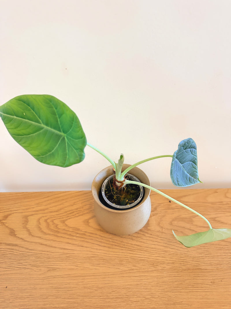 Alocasia Maharani