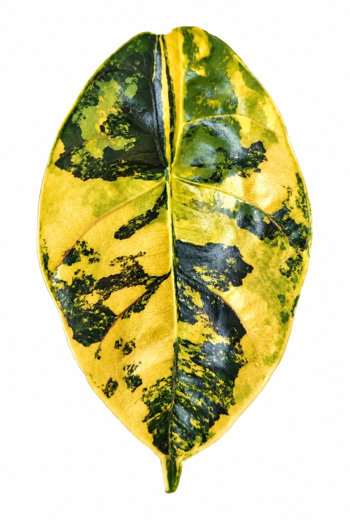Alocasia Azlanii Aurea