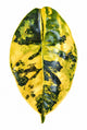 Alocasia Azlanii Aurea