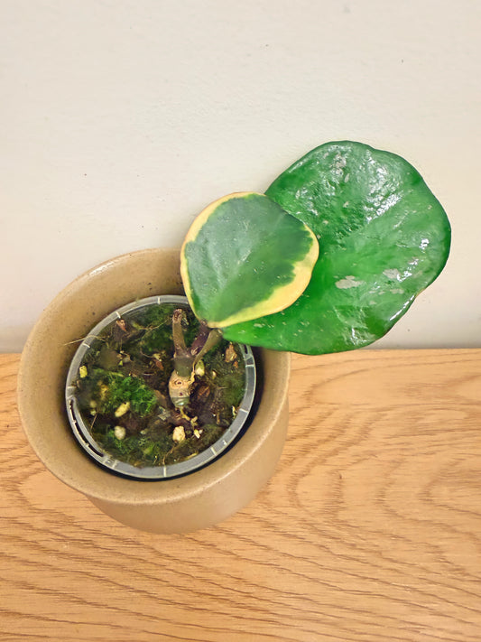 Hoya Obovata Outer Variegated (A)