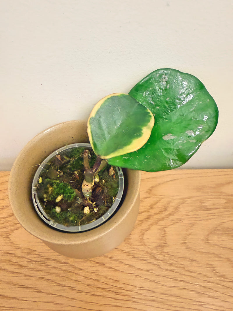 Hoya Obovata Outer Variegated (A)