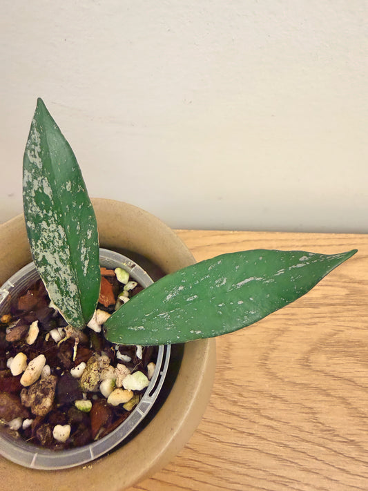 Hoya Pubicalyx Splash Outer Variegated