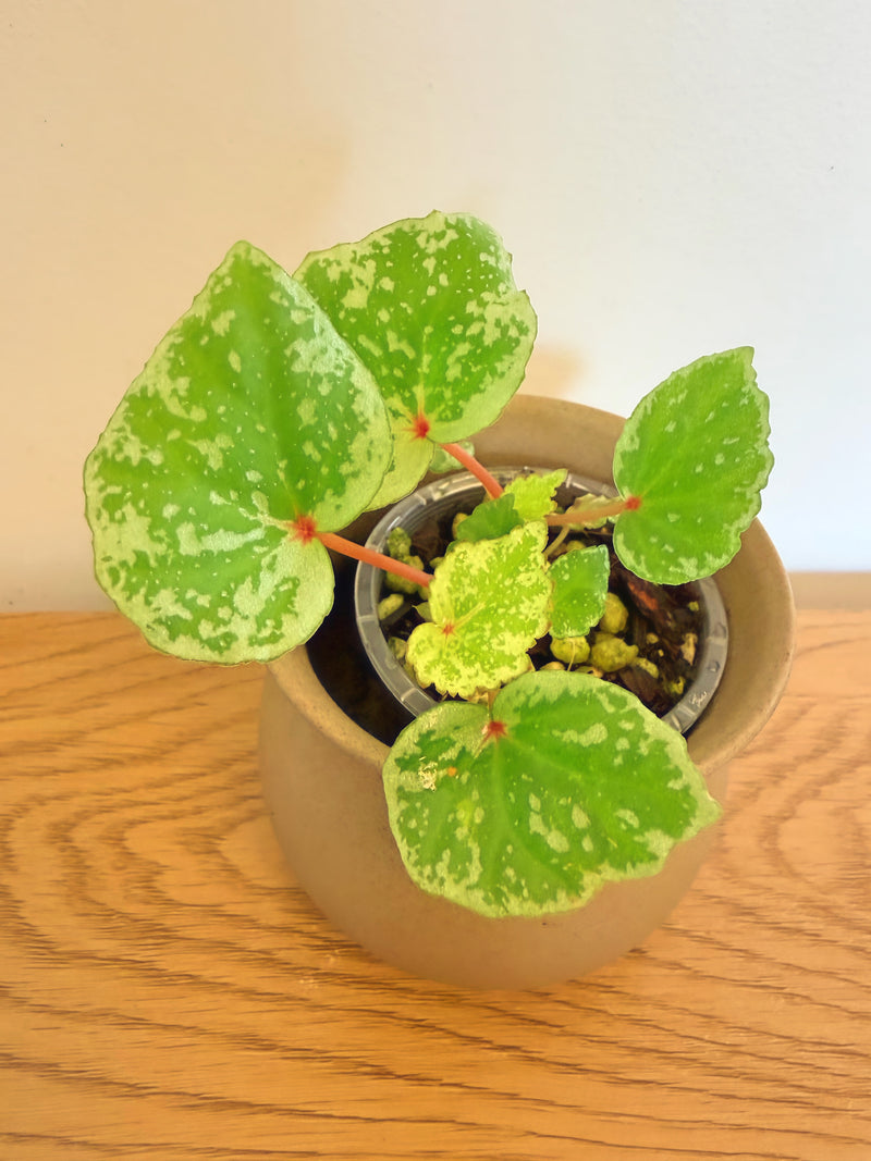 Begonia Temuyuk Silver sp.