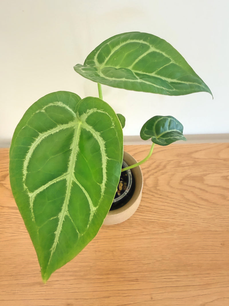 Anthurium Magnificum x Crystallinum