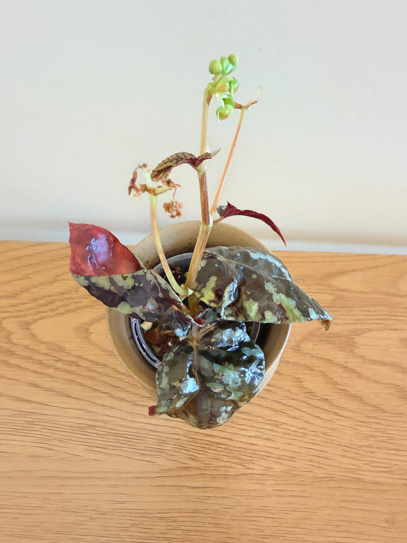 Begonia Variabilis