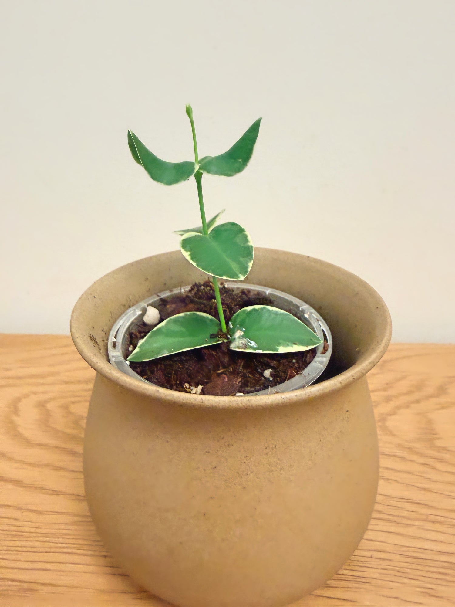 Hoya Cummingiana Outer Variegated