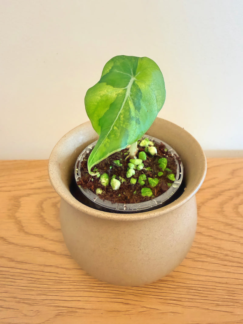 Alocasia Black Velvet Aurea