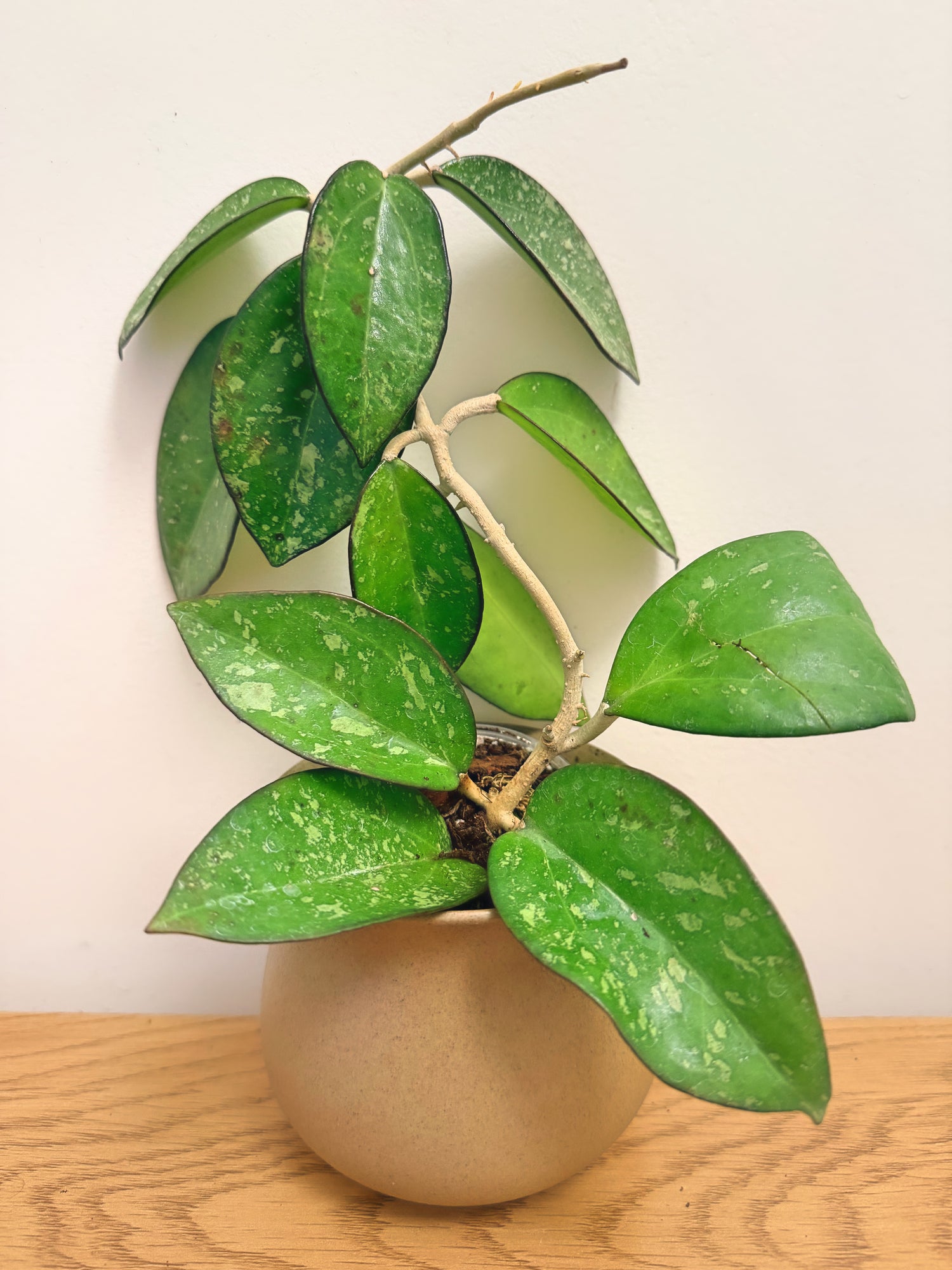 Hoya Patcharawalai