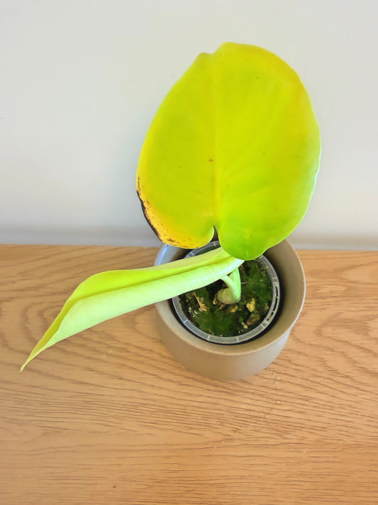 Monstera Lemon Lime