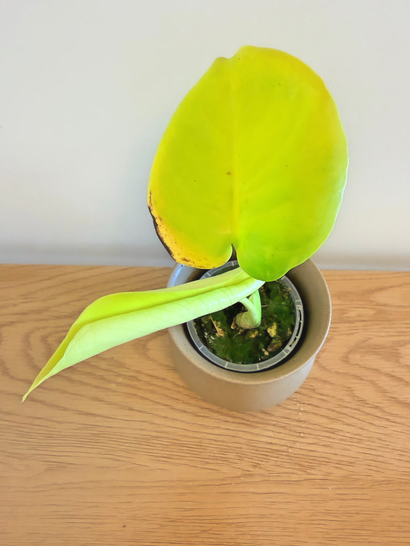 Monstera Lemon Lime