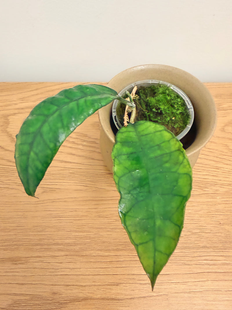 Hoya Finlaysonii
