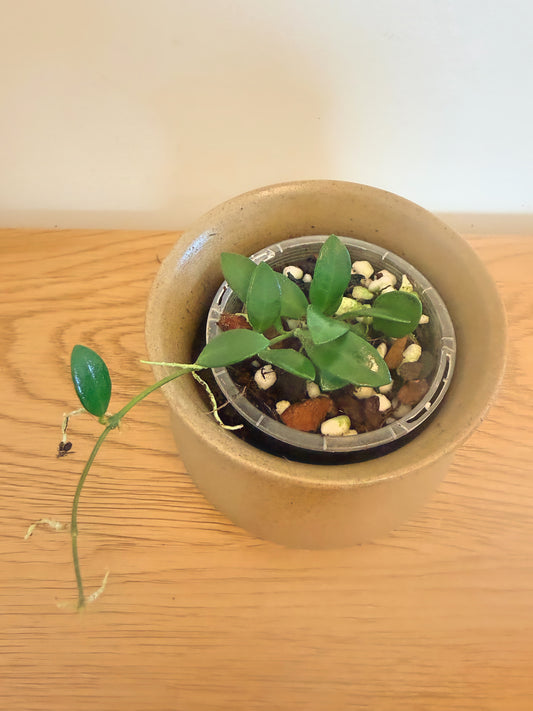 Hoya Sierre Bullones