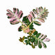 Phyllanthus Uriana Pink Variegated