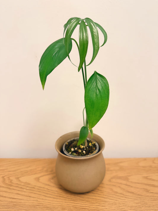Monstera Subpinata