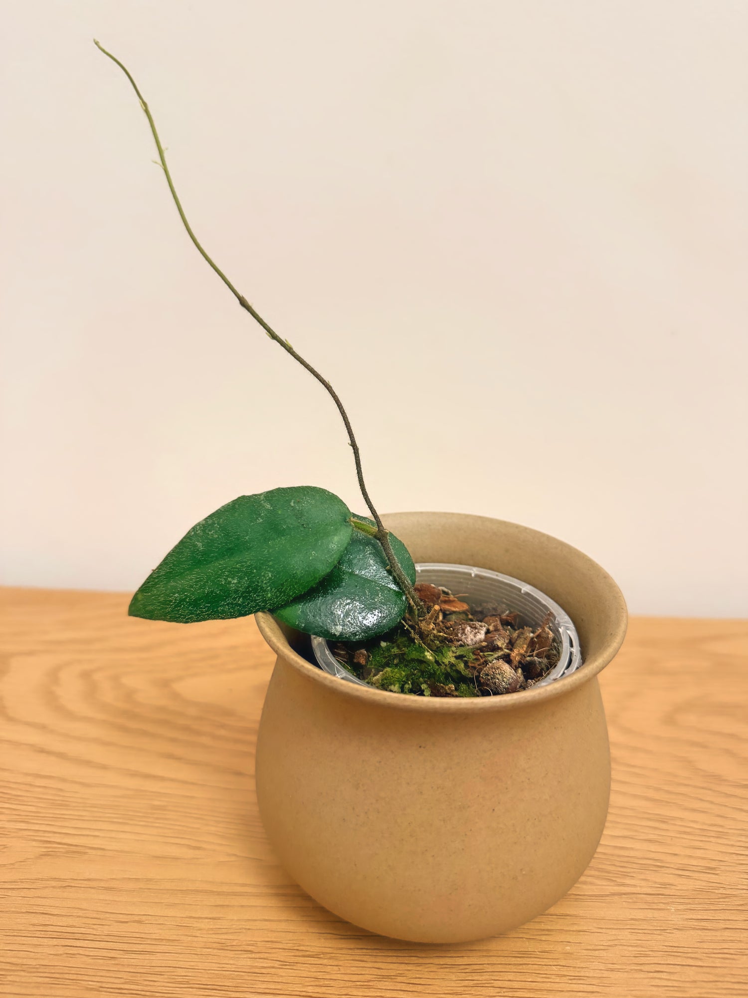 Hoya Caudata Sumatra