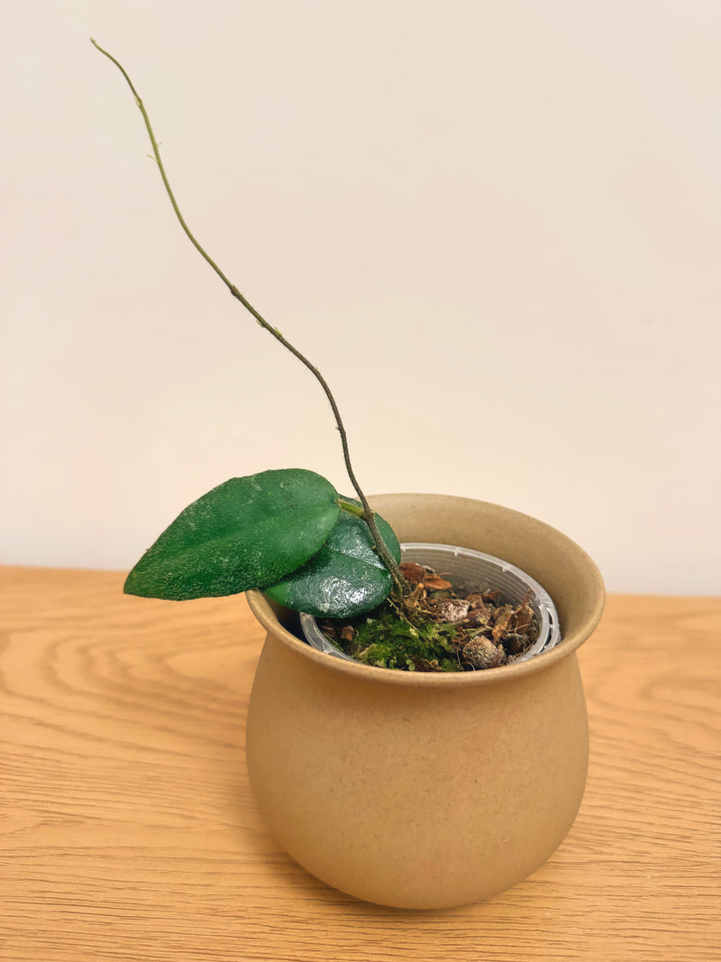 Hoya Caudata Sumatra