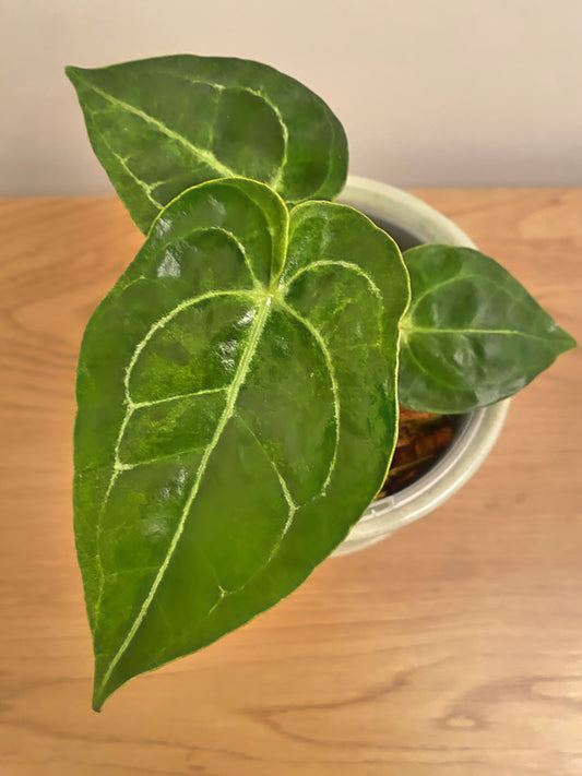 Anthurium Hoffmanii X Variegated (A)