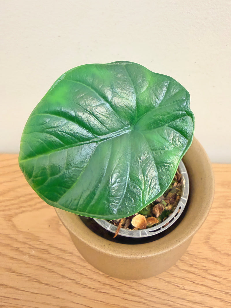 Alocasia Chai