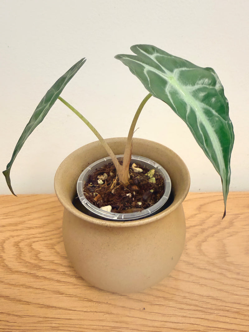Alocasia Venom