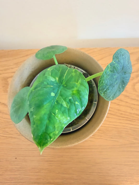 Alocasia Chaii Variegated