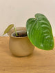 Philodendron Tenue (B)