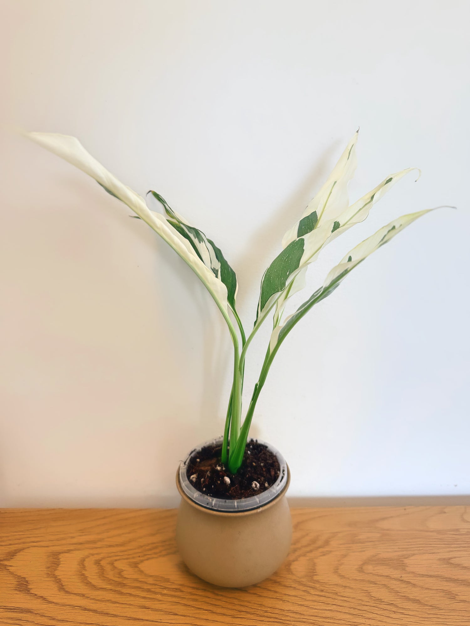 Spathiphyllum Galaxy Variegated