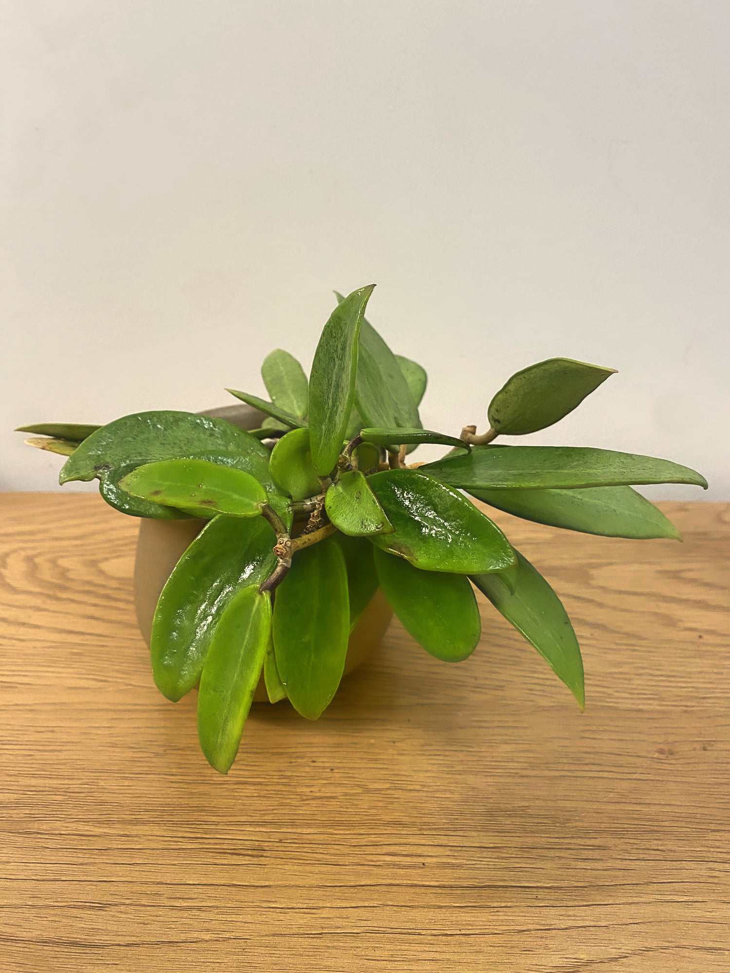 Hoya Silver Lady Dy