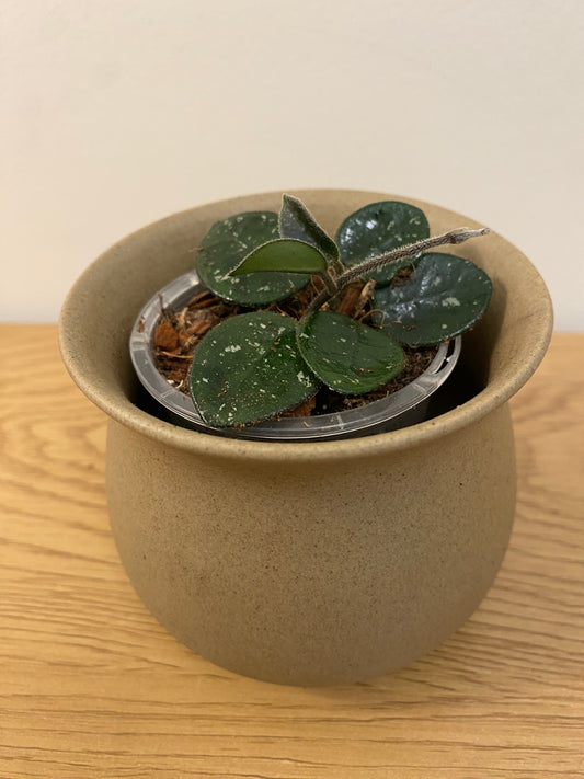Hoya Mathilde