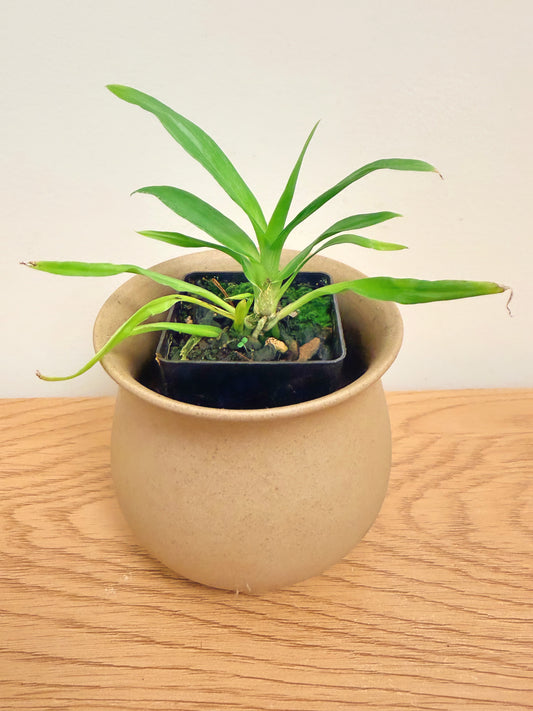 Zygonisia Cynosure ‘Blue Birds’ AM/AOS