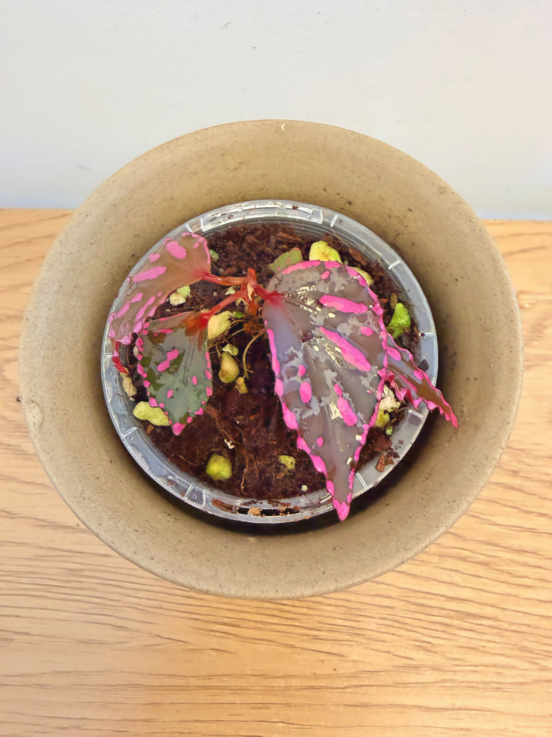 Begonia sp. Julau