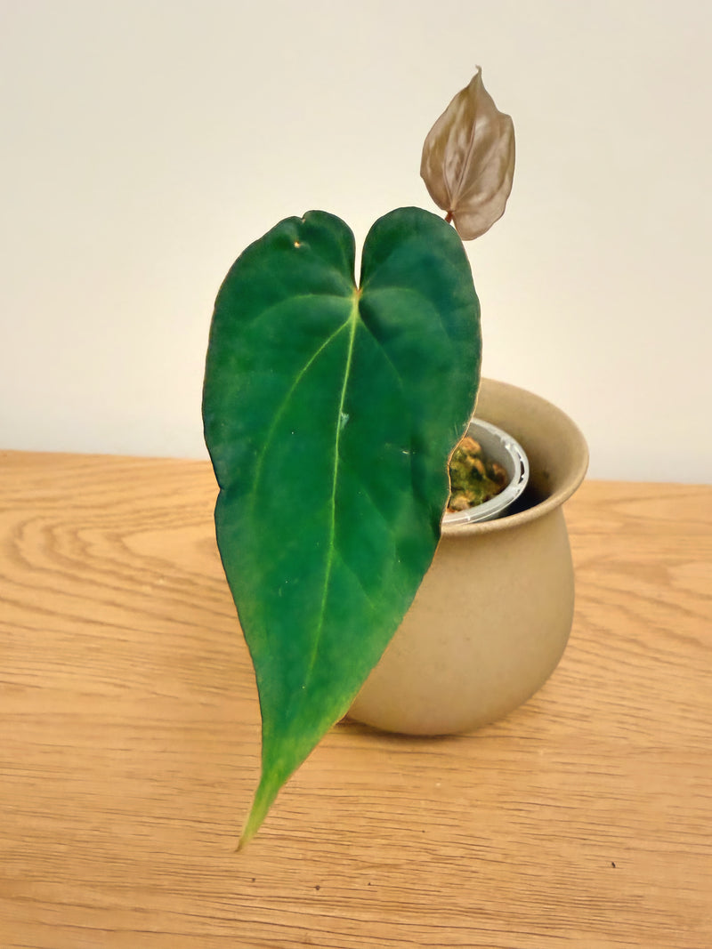 Anthurium Papillilaminum X (B)