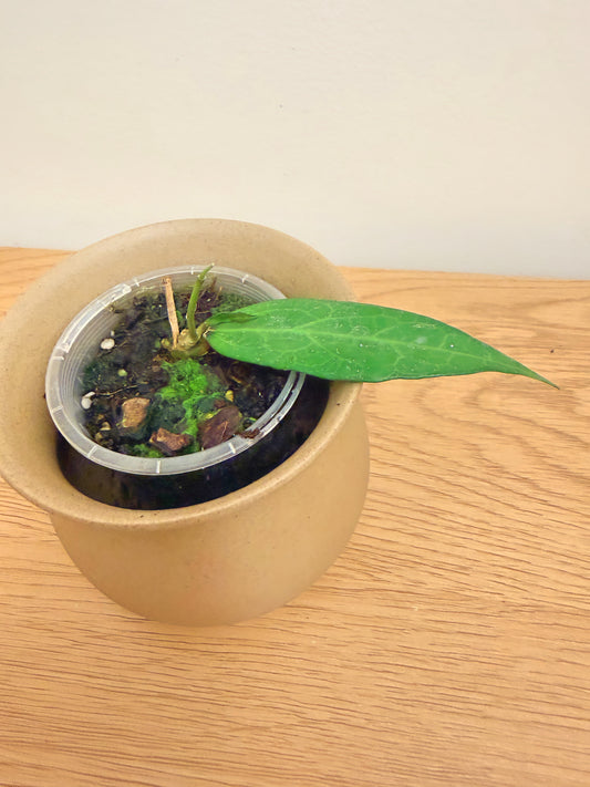 Hoya AH001 Indonesia