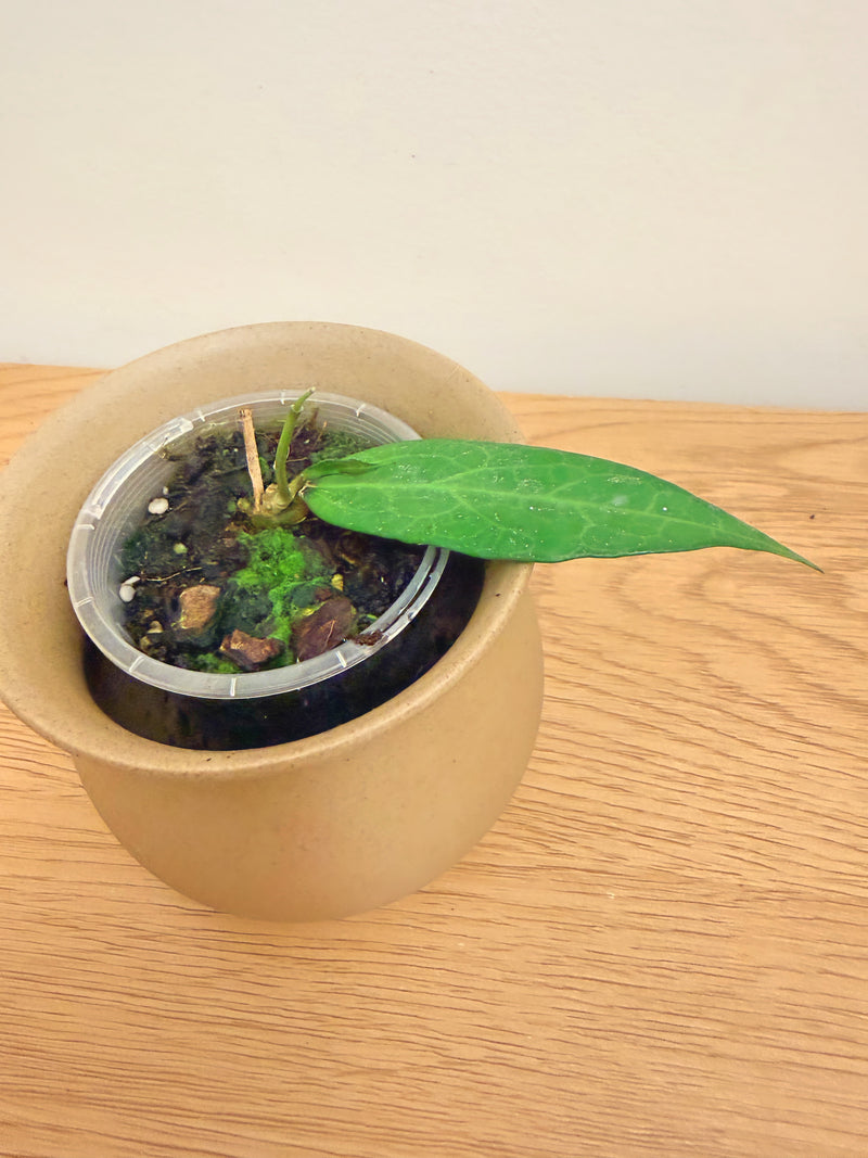 Hoya AH001 Indonesia