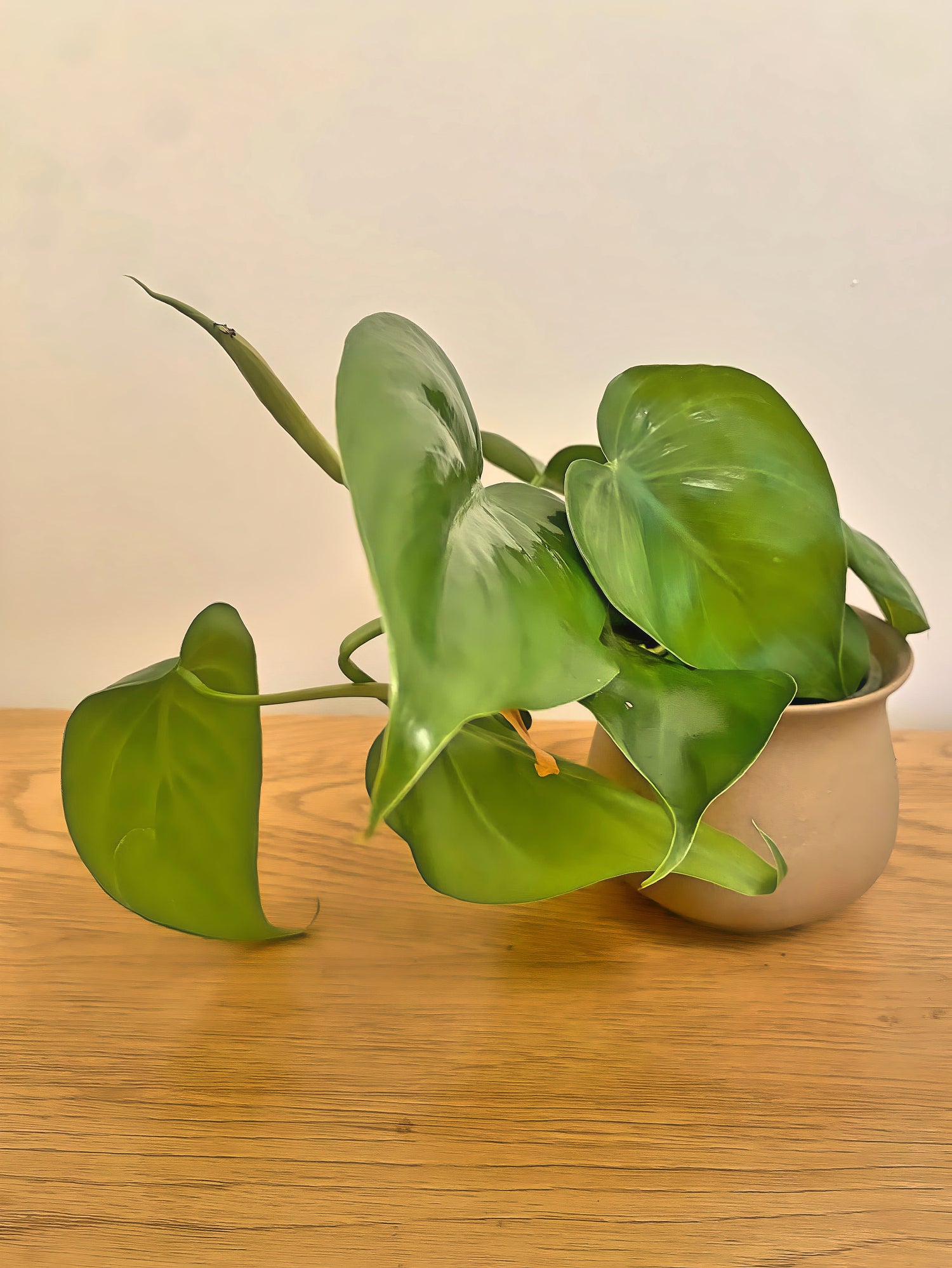 Philodendron Heartleaf