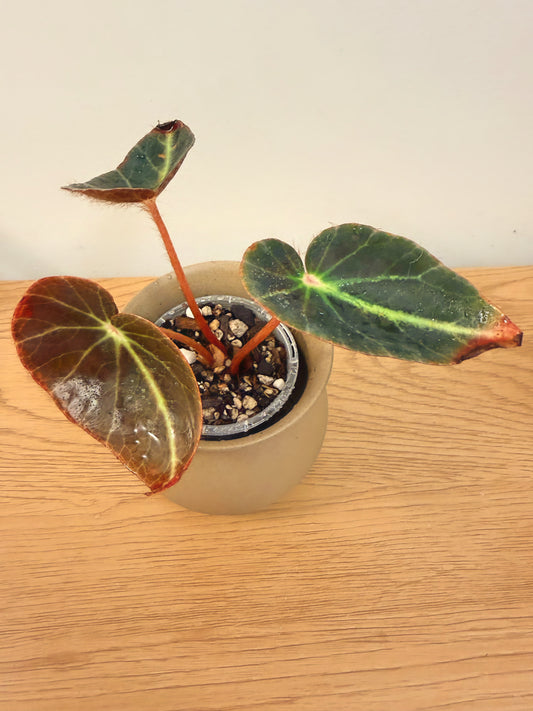 Begonia Chingipengii