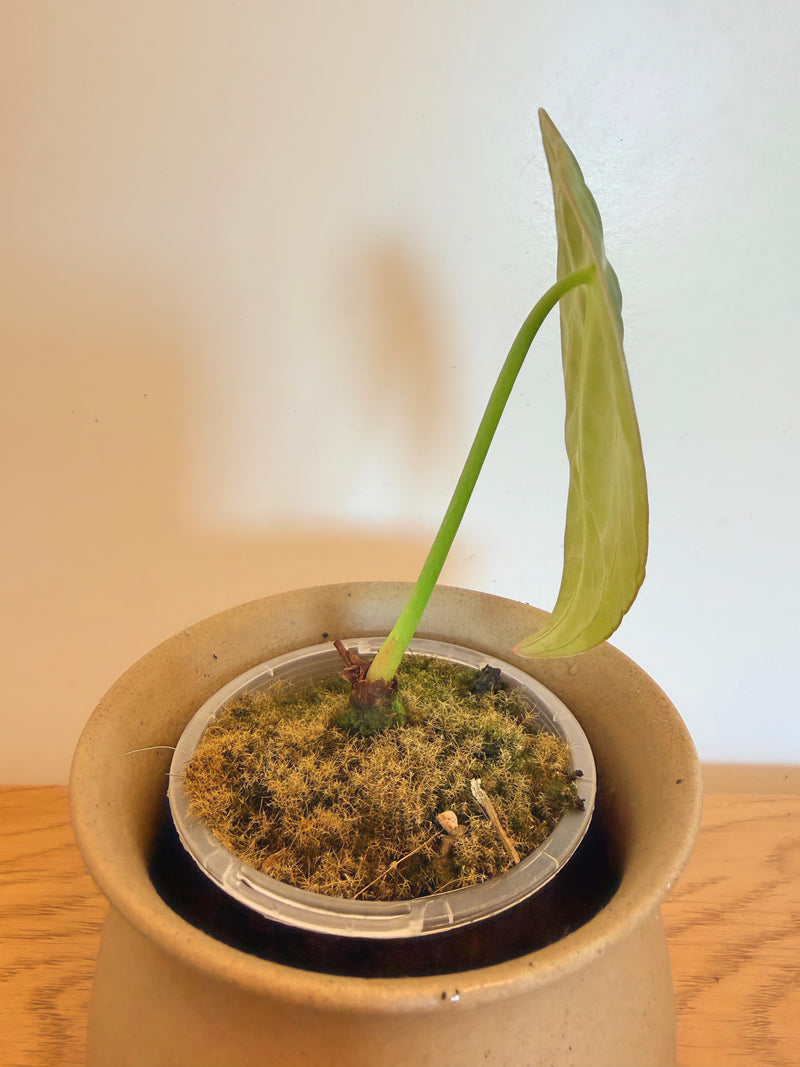 Anthurium Forgetii