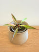 Philodendron Caramel Marble (A)